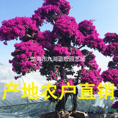 華棕(華盛頓棕櫚) 大型華棕基地農戶直接批發 歡迎來電咨詢