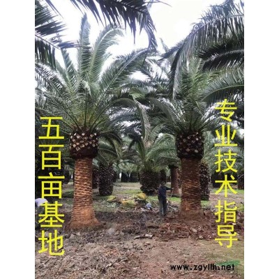 福建中東海棗產地 大型中東海棗基地農戶直接批發價