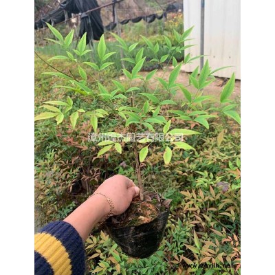 福建海桐球 大小海桐球價格 批發/供應