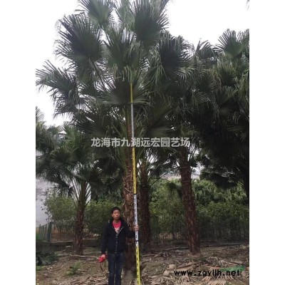 皇后葵(金山葵)價格，農戶直銷各種規格皇后葵(金山葵)