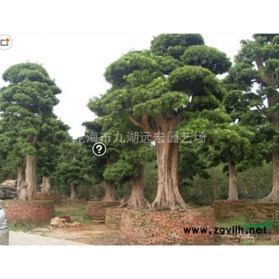 福建大王椰子報價，農戶基地直銷各種規格大王椰子