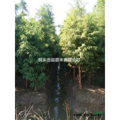 浙江桐鄉樸樹哪里便宜/嘉興樸樹價格優惠