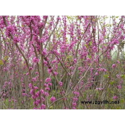 桂花