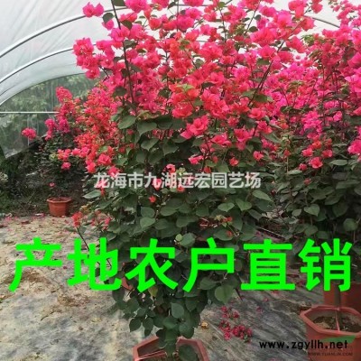 加拿利海棗，500百畝加拿利海棗基地農戶直接批發 一手貨源