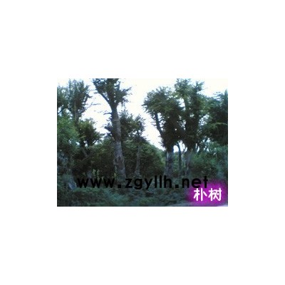 紅葉李、大葉女貞,廣玉蘭，紫薇，桂花，三角楓，烏桕，海桐球