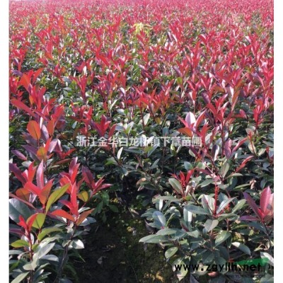 供浙江金華龜甲冬青大杯基地價格表龜甲冬青產地批發價行情采購