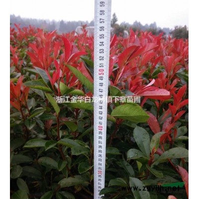 2020年紅花繼木價格求購 浙江金華紅花繼木小杯苗批發報價