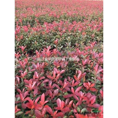 浙江茶梅杯苗基地容器苗 金華茶梅大杯苗價格色塊苗采購市場