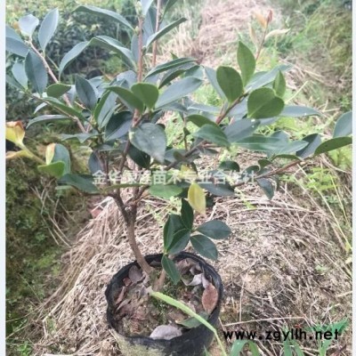 金華金森女貞小苗營養杯苗基地,浙江金森女貞小杯苗容器苗,綠化