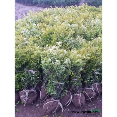 江蘇地區(qū)供應(yīng)塔柏20公分350公分質(zhì)量優(yōu) 批發(fā)