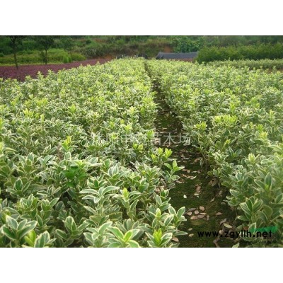 江蘇紫葉小檗基地/紫葉小檗苗圃/紫葉小檗照片/紫葉小檗價格