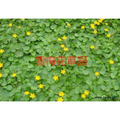 浙江晨光芒*新報價/晨光芒圖片