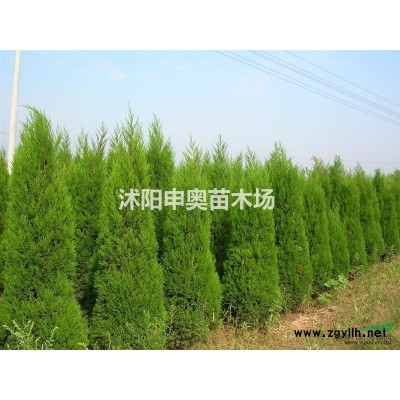 江蘇珍珠梅基地/珍珠梅苗圃/珍珠梅照片/珍珠梅苗木/珍珠梅價格