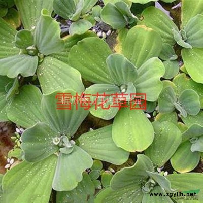 彩葉杞柳行情報價\彩葉杞柳圖片展示
