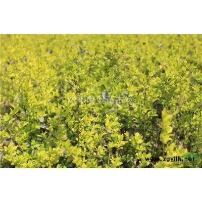 江蘇地區(qū)供應(yīng)大葉黃楊小苗300萬棵