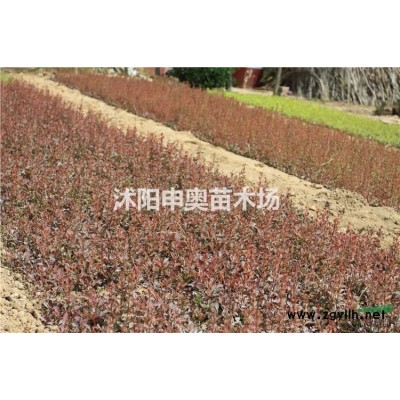 江蘇地區(qū)供應(yīng)灑金柏小苗1000萬棵