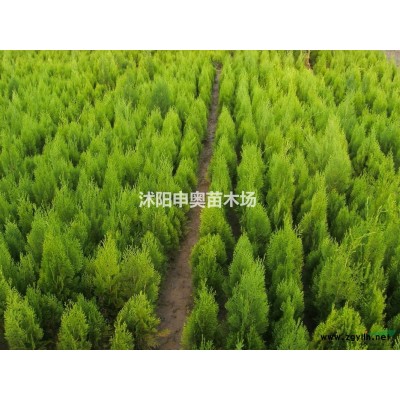 江蘇2021黃金柏基地/黃金柏苗圃/黃金柏照片/黃金柏苗木/黃金柏價格
