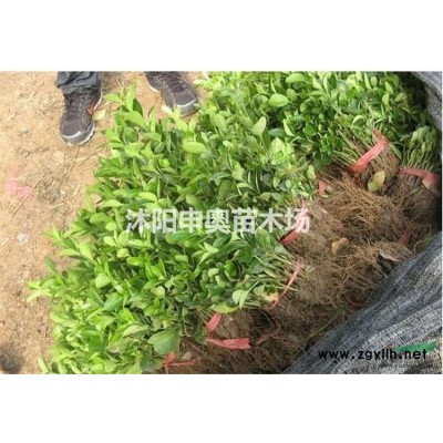 江蘇美人蕉基地/美人蕉苗圃/美人蕉照片/美人蕉價格/美人蕉花