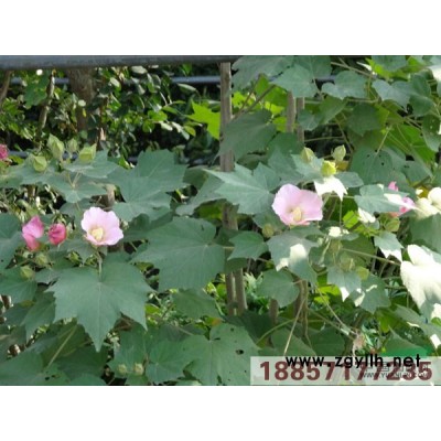 浙江歐洲莢迷