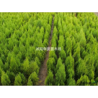 供應(yīng)江蘇地區(qū)荊條小苗2000萬棵