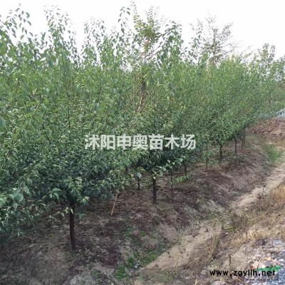 江蘇紫葉李基地/紫葉李苗圃/紫葉李照片/紫葉李苗木/紫葉李價