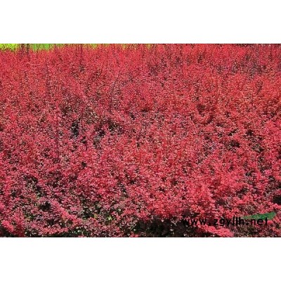 富貴草行情報價\富貴草圖片展示