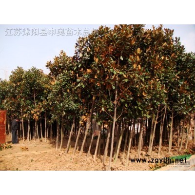 江蘇地區(qū)供應(yīng)美國紅楓1—8公分