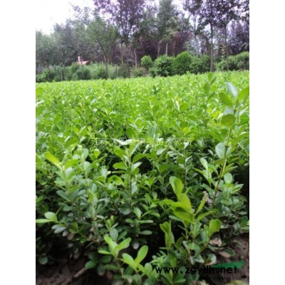 江蘇供應檉柳基地/叢生檉柳苗圃/叢生檉柳照片/叢生檉柳/叢生檉柳價格