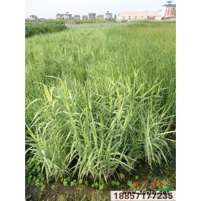 紫嬌花供應/紫嬌花圖片