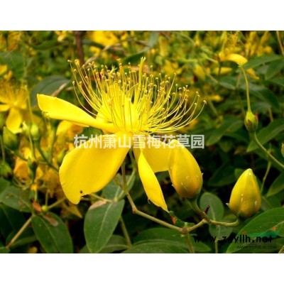 燕麥草報價/浙江燕麥草報價