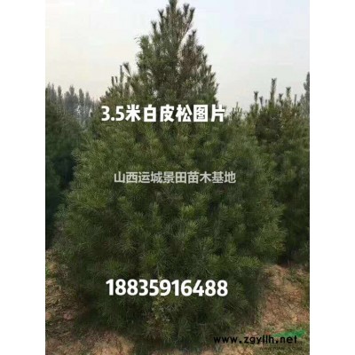 米徑8-8公分北欒價格_米徑8-10公分北欒報價·8公分北欒
