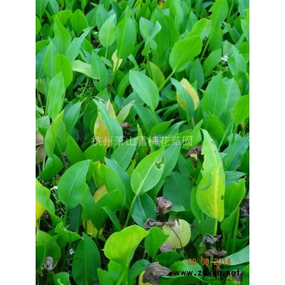 沿階草*新價格/沿階草報價