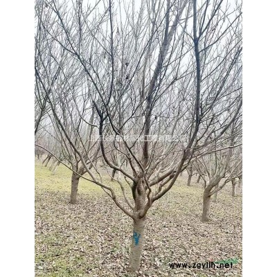 地徑8-8公分蘋果樹價格_地徑8-8公分蘋果樹報價蘋果樹8公