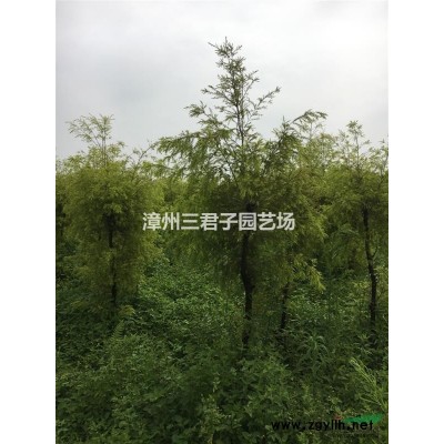 中東海棗*新價格/中東海棗報價