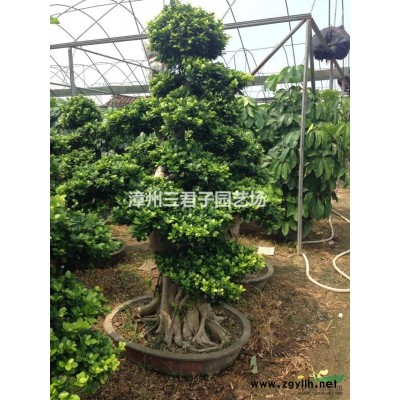 造型三角梅農戶直銷
