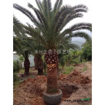 造型三角梅報價