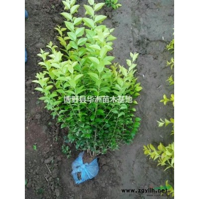 河北保定法桐供應(yīng)/法桐圖片
