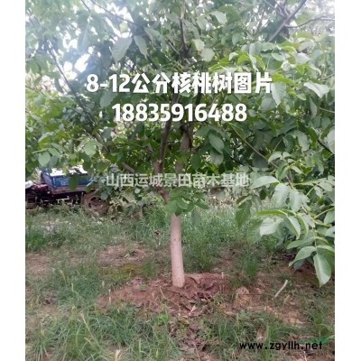 *各地50公分白皮松報價·山西白皮松50公分報價占地白皮松