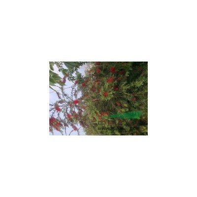福建蒲葵*新報價/蒲葵圖片