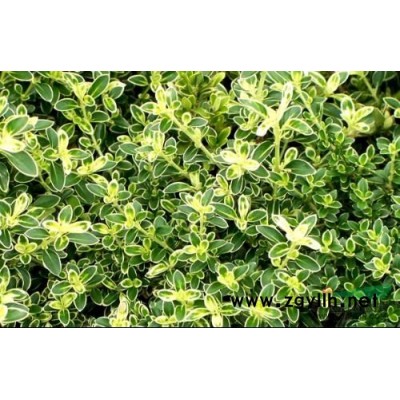 小藍花鳶尾報價/浙江小藍花鳶尾報價