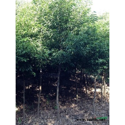 福建棕櫚*新報價/棕櫚圖片
