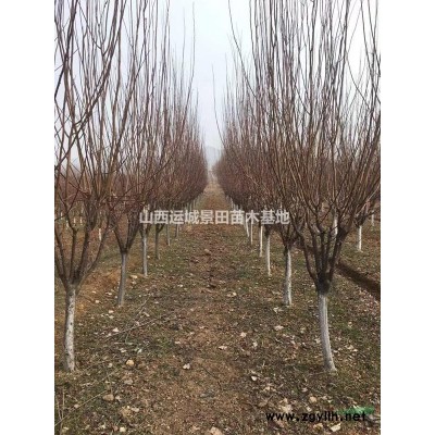 50公分白皮松**新報價·*各地50公分白皮松價格更新