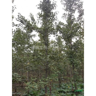 湖南梔子供應(yīng) 廣玉蘭、香樟樹、 杜英、桂花