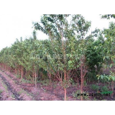 緊急處理50公分白皮松_50公分白皮松價格_山西運城市白皮松