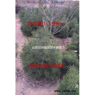 大蘋果樹15公分量大·15公分蘋果樹·15公分全冠蘋果樹價格