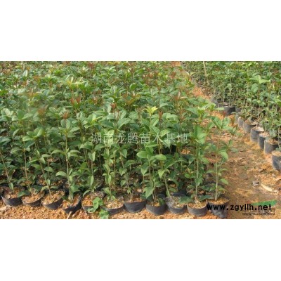 湖南造型榆樹供應(yīng) 杜英、桂花