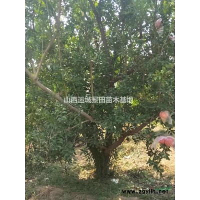 白皮松*新動態(tài)·50公分白皮松詳情·100公分白皮松價格供應(yīng)