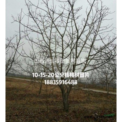 山楂小苗多少錢？哪里山楂苗？嫁接山楂苗·成品山楂樹苗價格產地