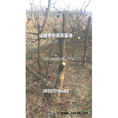 米徑8公分蘋果樹價格_米徑8-10公分蘋果樹_供應山西蘋果樹