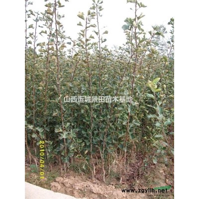 *新60公分白皮松價格·*新60公分白皮松價格供應(yīng)山西絳縣